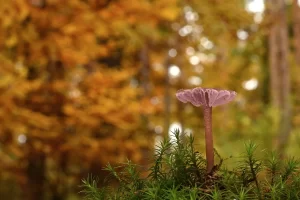 【25真题】上海交通大学822-电气考研